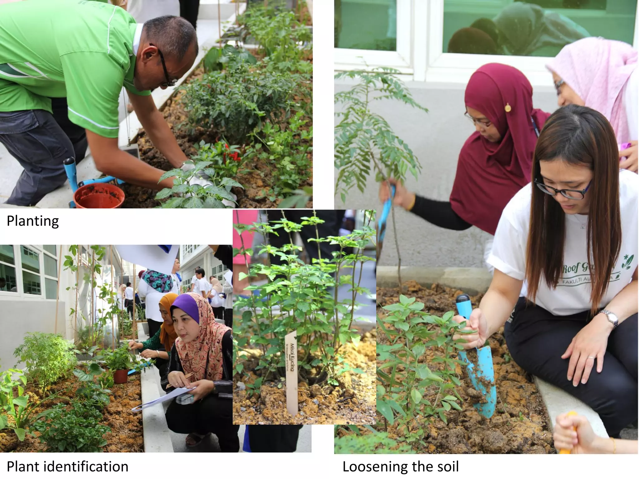 Planting and plant identification as part of the participatory garden process. Photo credit: Hazreena Hussein, Therapeutic Gardens in Malaysia (2019).